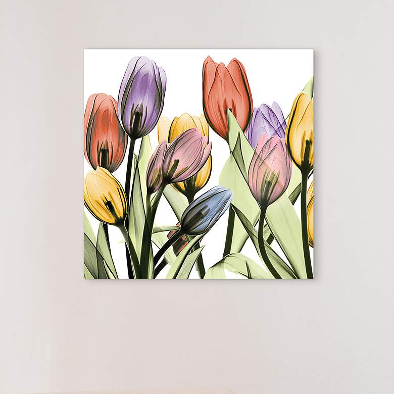 Tulip Scape x-ray I 24